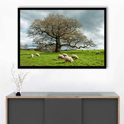 Sheep Grazing Under An Old English Oak Tree, Framed Art Print, Picture Framed