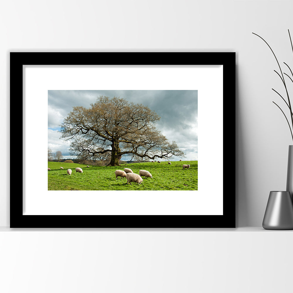 Sheep Grazing Under An Old English Oak Tree, Framed Art Print White Border