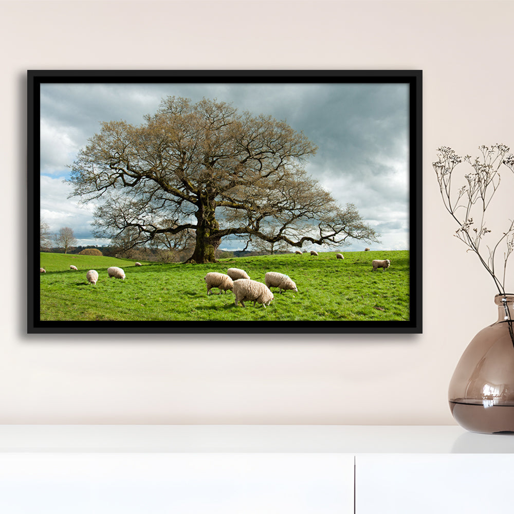 Sheep Grazing Under An Old English Oak Tree, Framed Cavas Print, Floating Frame