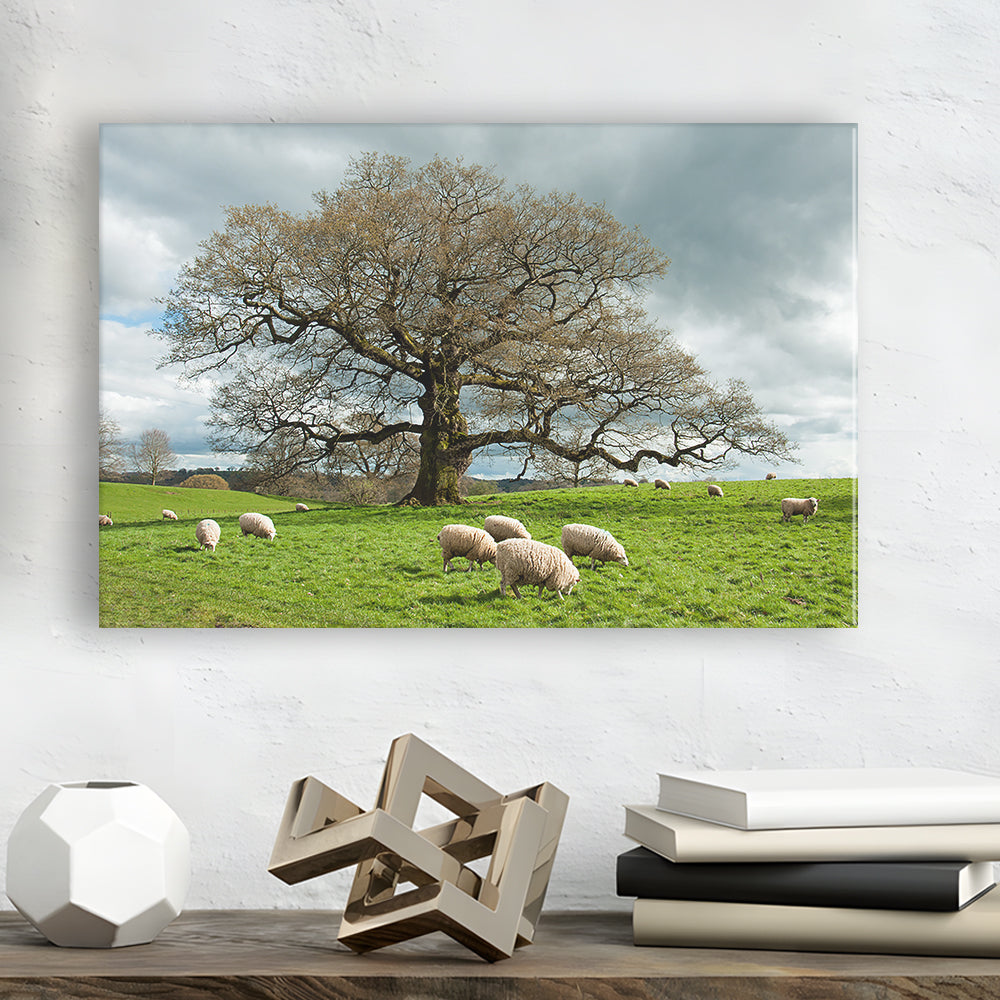 Sheep grazing under an old English oak tree, Cavas Print Wall Art Hom Decor