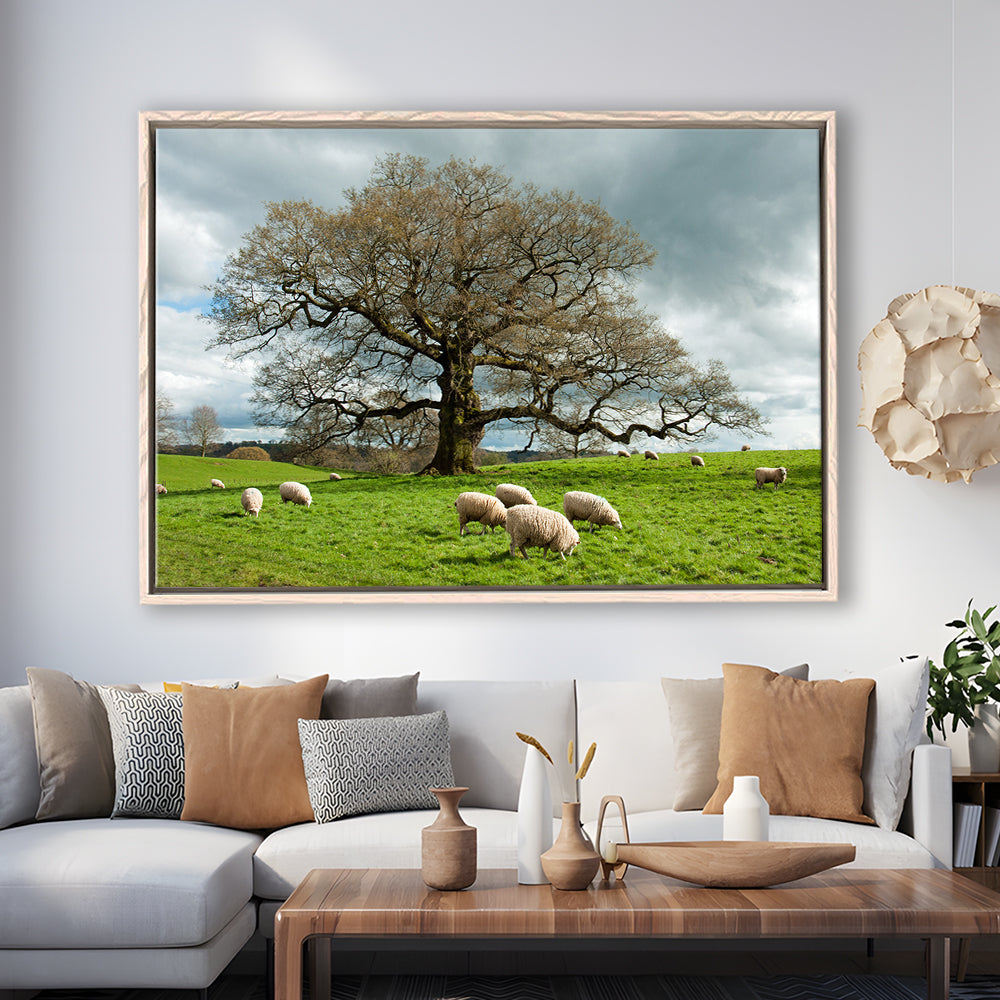 Sheep Grazing Under An Old English Oak Tree, Framed Cavas Print, Floating Frame