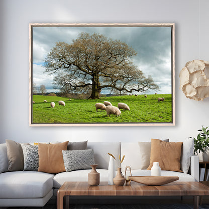 Sheep Grazing Under An Old English Oak Tree, Framed Cavas Print, Floating Frame