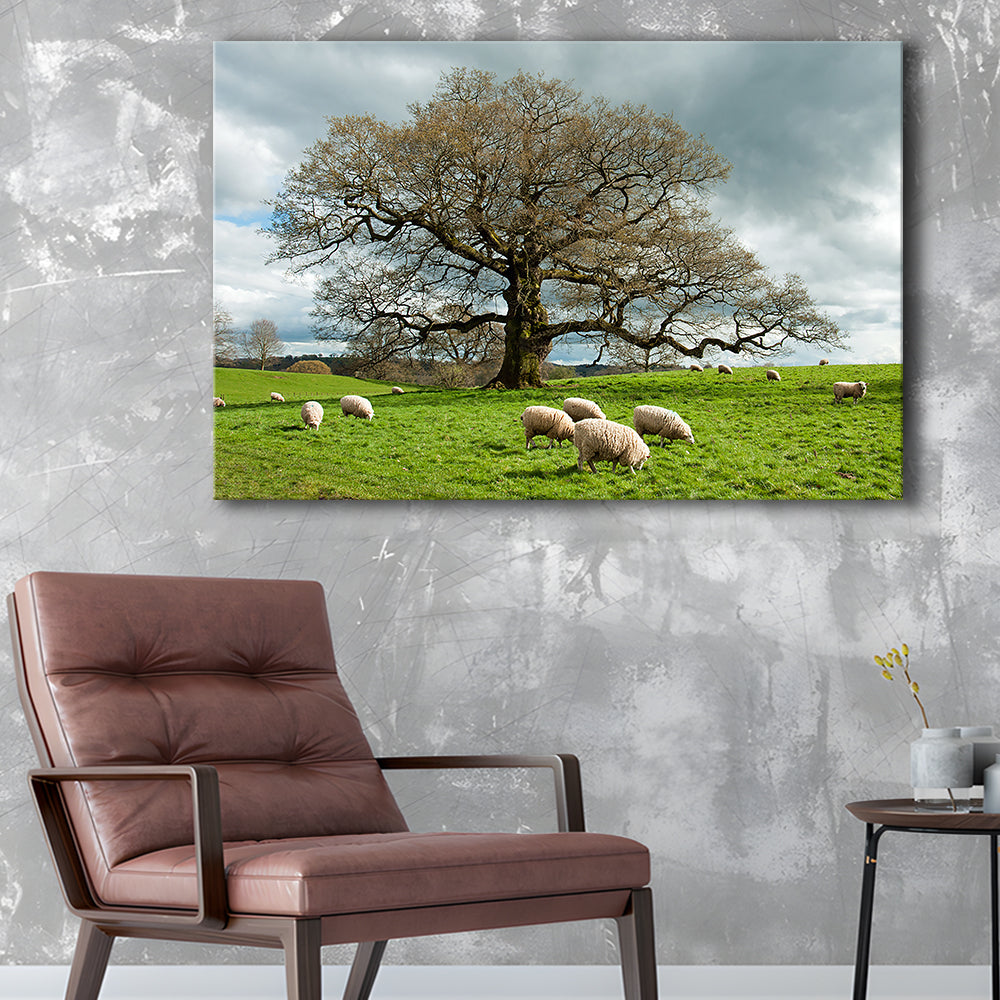 Sheep grazing under an old English oak tree, Cavas Print Wall Art Hom Decor