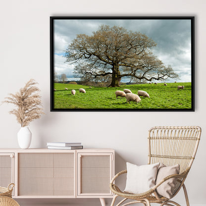 Sheep Grazing Under An Old English Oak Tree, Framed Cavas Print, Floating Frame