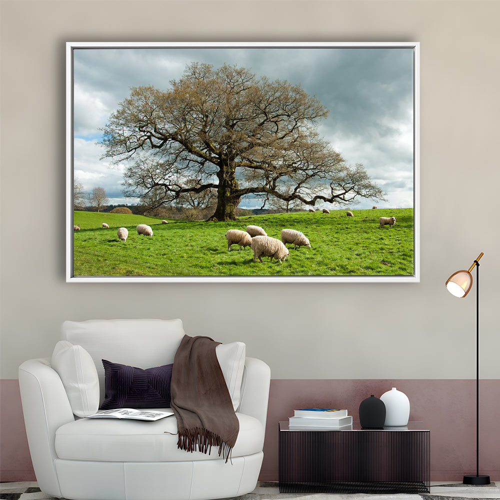 Sheep Grazing Under An Old English Oak Tree, Framed Cavas Print, Floating Frame