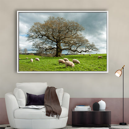 Sheep Grazing Under An Old English Oak Tree, Framed Cavas Print, Floating Frame