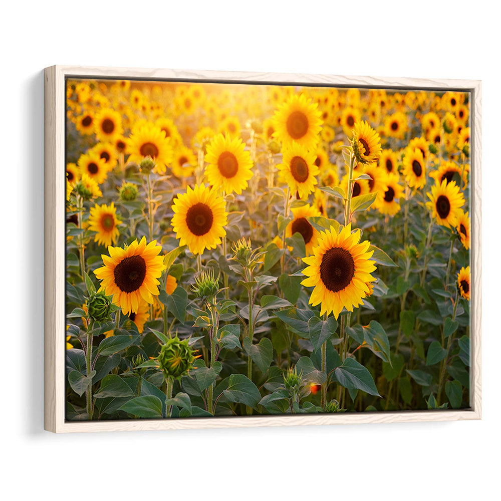 Sunflower Wall Art, Sunflower Wall Decor, Sunflower Canvas Sunflower Decor, Framed Cavas Print, Floating Frame