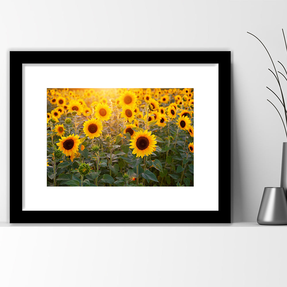 Sunflower Wall Art, Sunflower Wall Decor, Sunflower Sunflower Decor Sunflower, Framed Art Print White Border