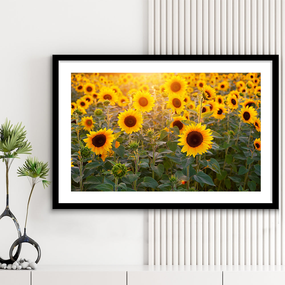 Sunflower Wall Art, Sunflower Wall Decor, Sunflower Sunflower Decor Sunflower, Framed Art Print White Border