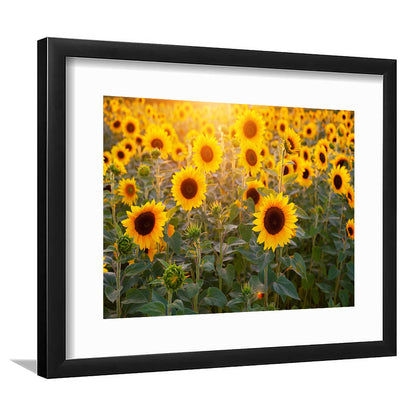 Sunflower Wall Art, Sunflower Wall Decor, Sunflower Sunflower Decor Sunflower, Framed Art Print White Border
