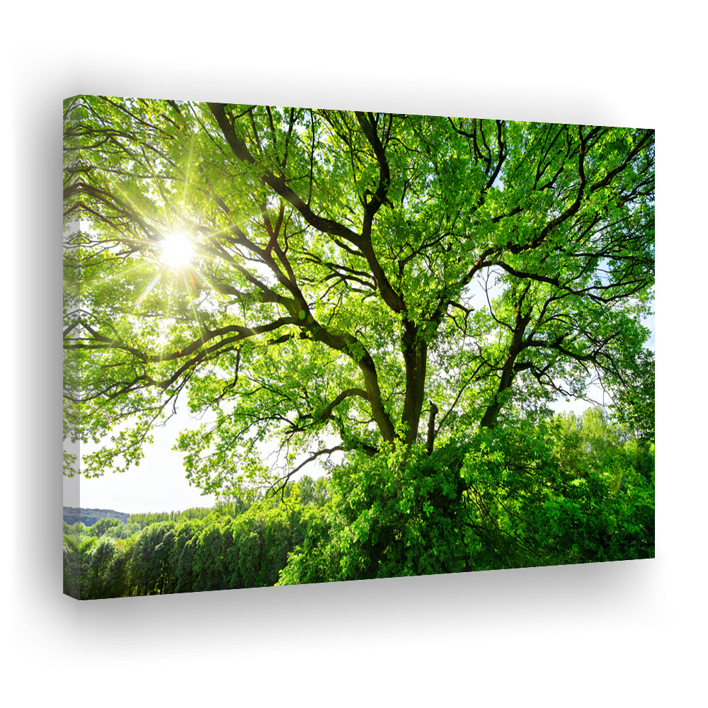 The sun brightly shines through the crooked branches of a majestic green tree, Cavas Print Wall Art Hom Decor