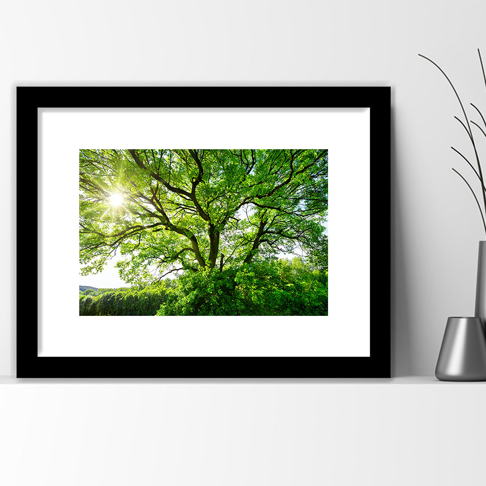 The Sun Brightly Shines Through The Crooked Branches Of A Majestic Green Tree, Framed Art Print White Border