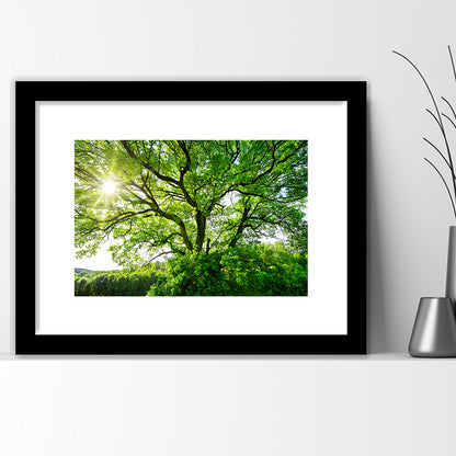 The Sun Brightly Shines Through The Crooked Branches Of A Majestic Green Tree, Framed Art Print White Border