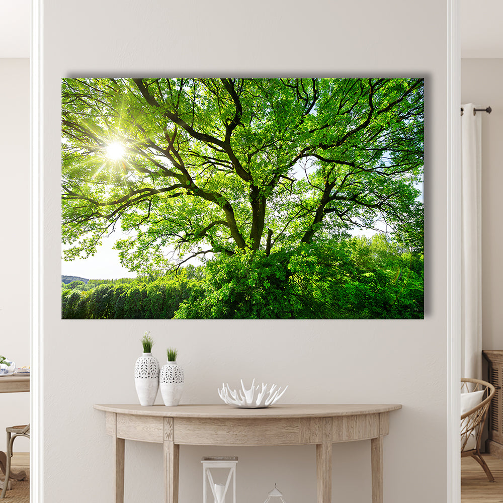 The sun brightly shines through the crooked branches of a majestic green tree, Cavas Print Wall Art Hom Decor