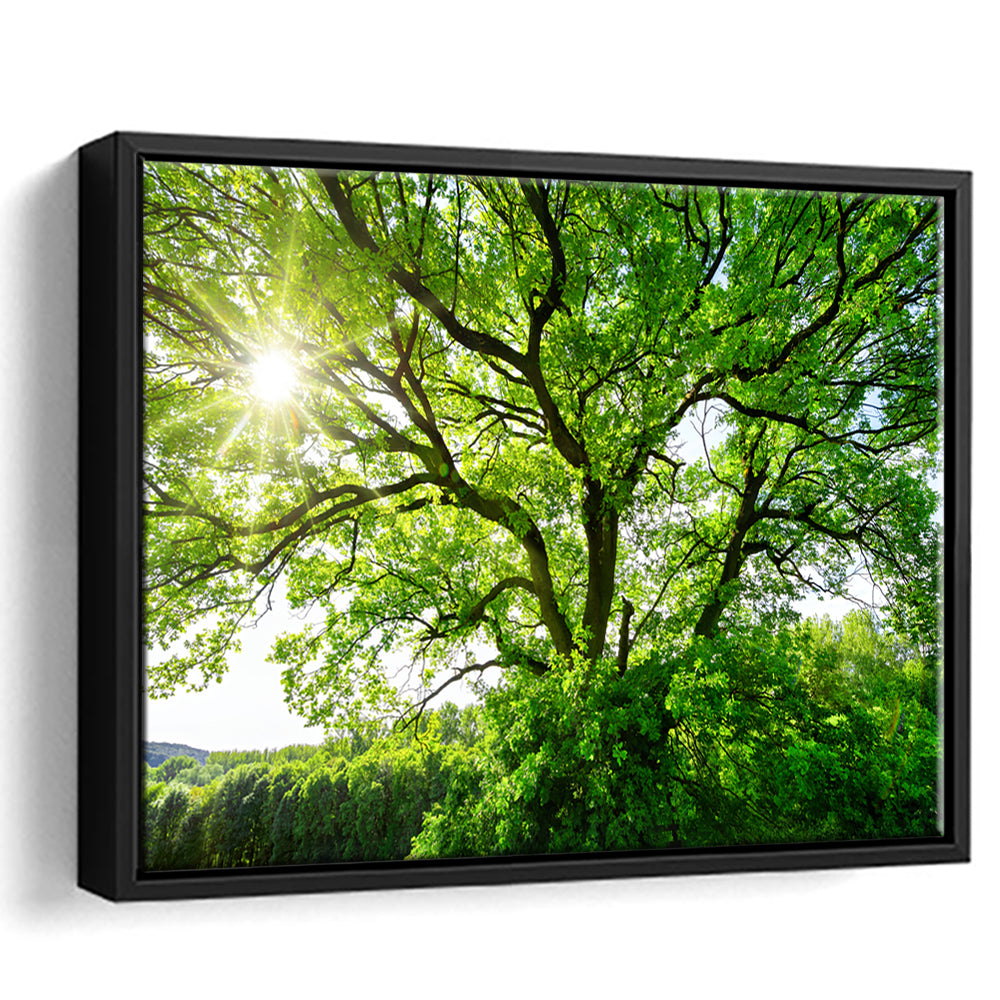 The Sun Brightly Shines Through The Crooked Branches Of A Majestic Green Tree, Framed Cavas Print, Floating Frame