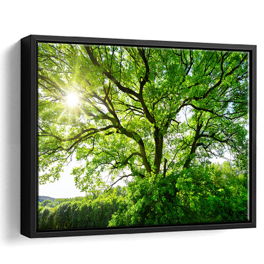The Sun Brightly Shines Through The Crooked Branches Of A Majestic Green Tree, Framed Cavas Print, Floating Frame