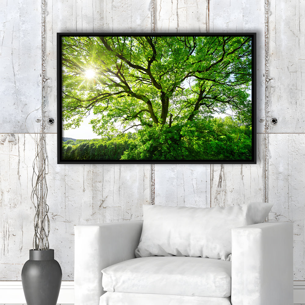 The Sun Brightly Shines Through The Crooked Branches Of A Majestic Green Tree, Framed Cavas Print, Floating Frame