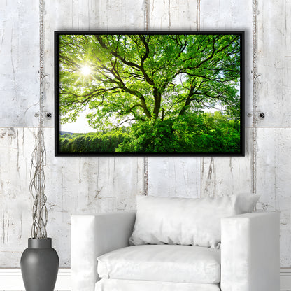 The Sun Brightly Shines Through The Crooked Branches Of A Majestic Green Tree, Framed Cavas Print, Floating Frame