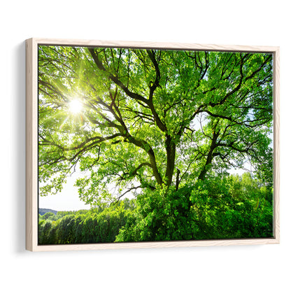 The Sun Brightly Shines Through The Crooked Branches Of A Majestic Green Tree, Framed Cavas Print, Floating Frame