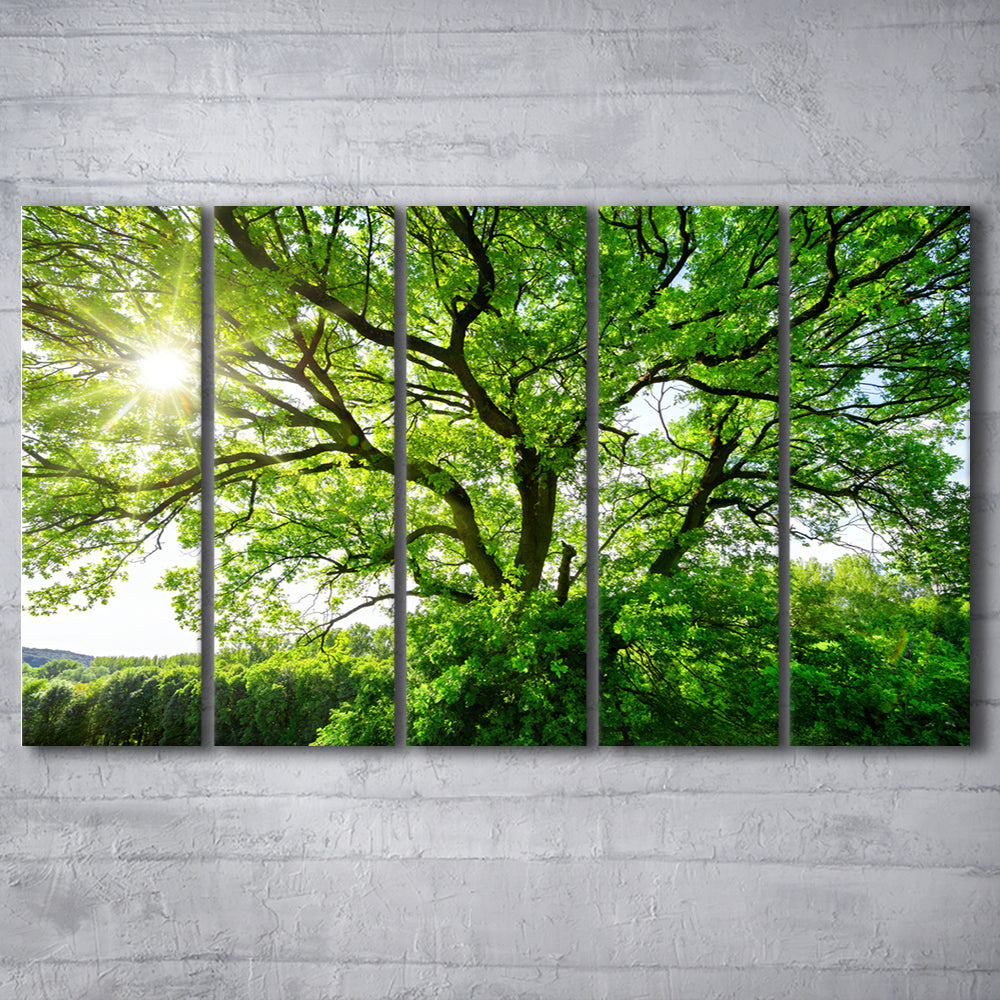 The sun brightly shines through the crooked branches of a majestic green tree, 5 Piece B Extra Large Cavas Print Wall Art