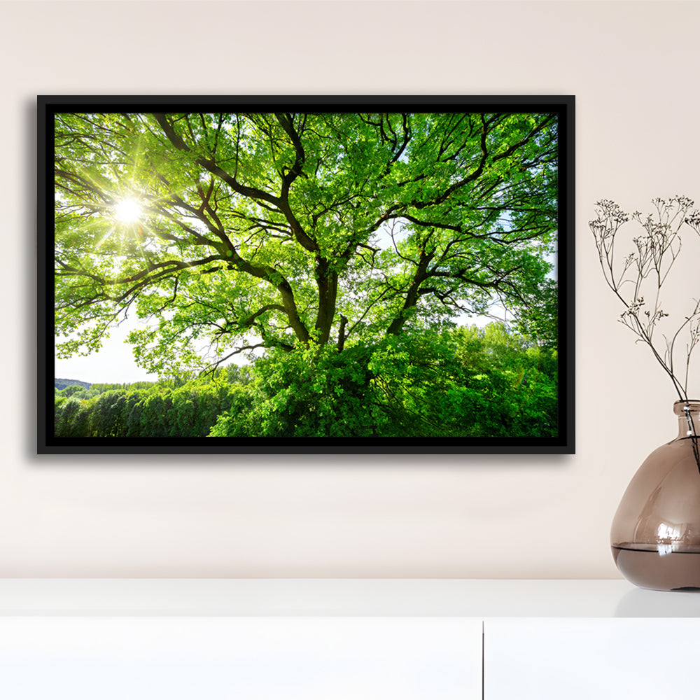 The Sun Brightly Shines Through The Crooked Branches Of A Majestic Green Tree, Framed Cavas Print, Floating Frame