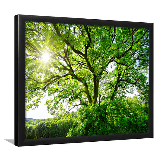The Sun Brightly Shines Through The Crooked Branches Of A Majestic Green Tree, Framed Art Print, Picture Framed