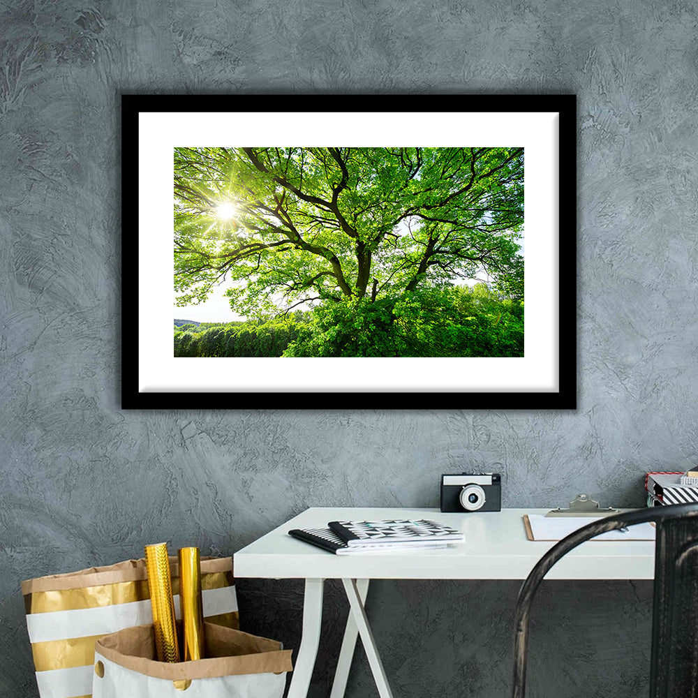 The Sun Brightly Shines Through The Crooked Branches Of A Majestic Green Tree, Framed Art Print White Border