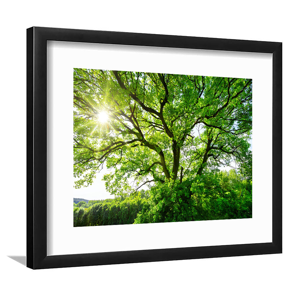 The Sun Brightly Shines Through The Crooked Branches Of A Majestic Green Tree, Framed Art Print White Border