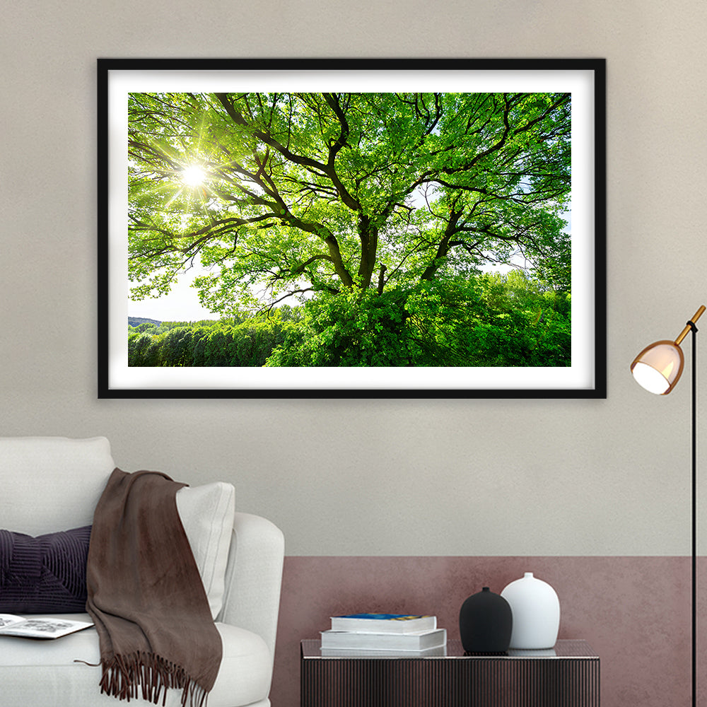 The Sun Brightly Shines Through The Crooked Branches Of A Majestic Green Tree, Framed Art Print White Border