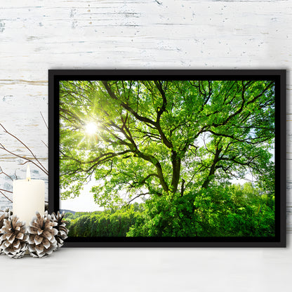 The Sun Brightly Shines Through The Crooked Branches Of A Majestic Green Tree, Framed Cavas Print, Floating Frame