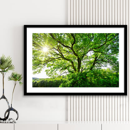 The Sun Brightly Shines Through The Crooked Branches Of A Majestic Green Tree, Framed Art Print White Border