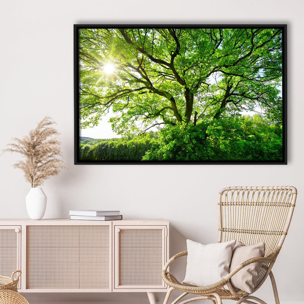 The Sun Brightly Shines Through The Crooked Branches Of A Majestic Green Tree, Framed Cavas Print, Floating Frame