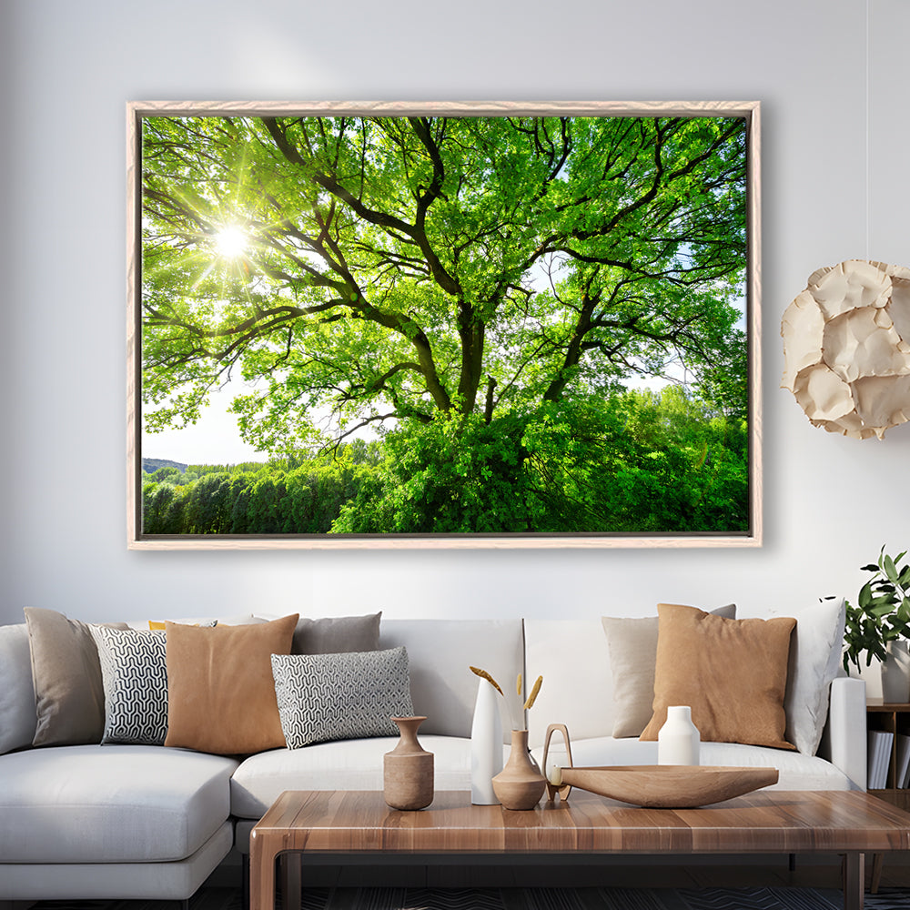 The Sun Brightly Shines Through The Crooked Branches Of A Majestic Green Tree, Framed Cavas Print, Floating Frame