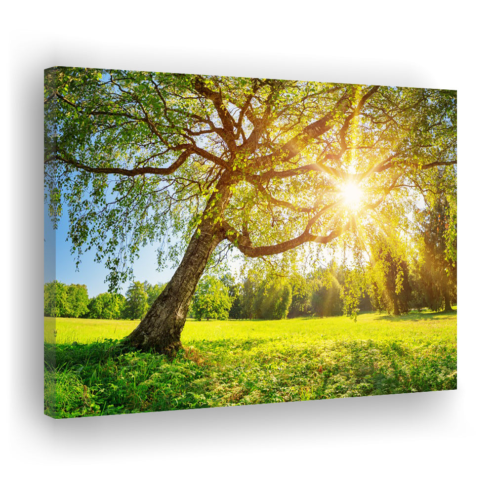 Tree foliage in morning light, Cavas Print Wall Art Hom Decor