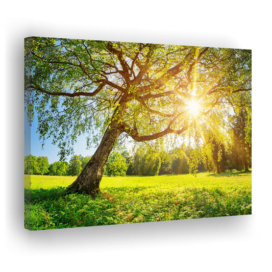 Tree foliage in morning light, Cavas Print Wall Art Hom Decor