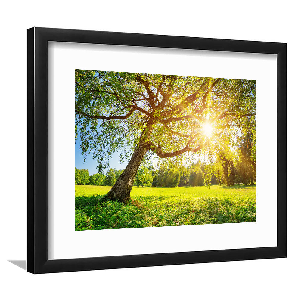 Tree Foliage In Morning Light, Framed Art Print White Border, Framed Picture