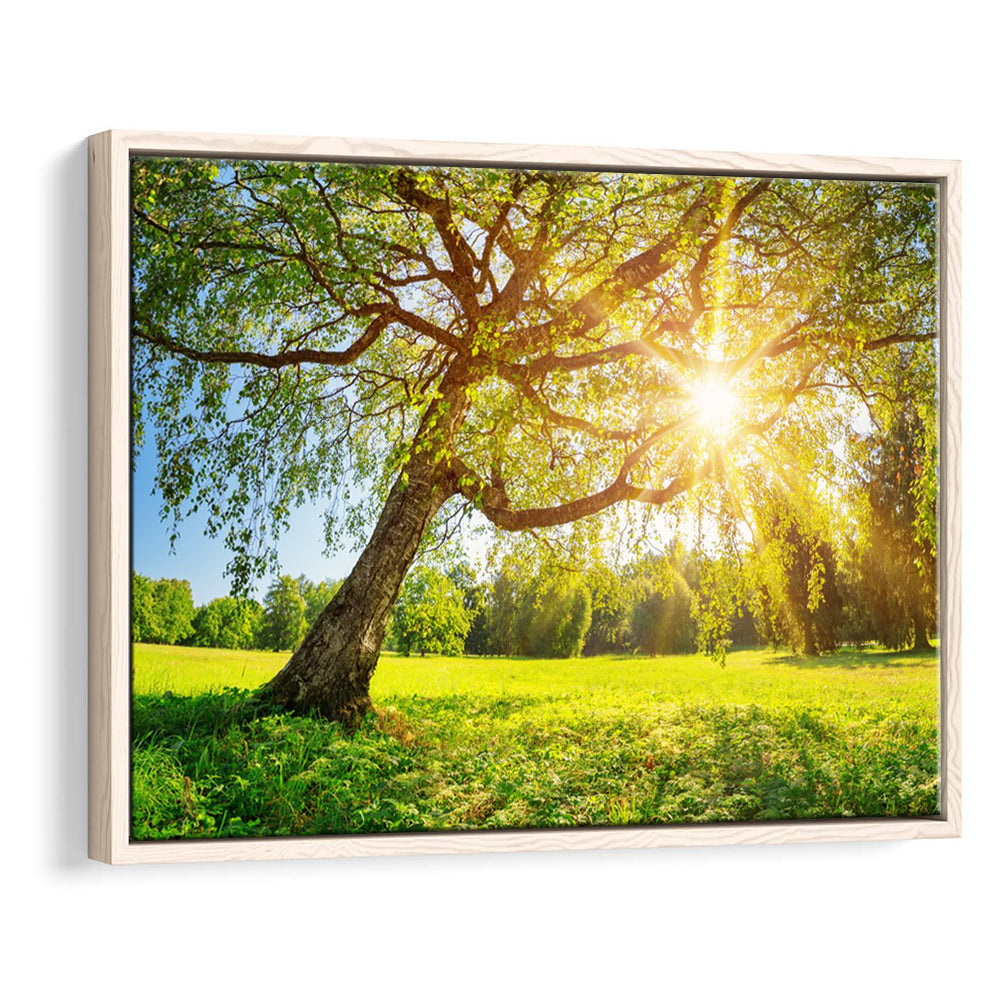 Tree Foliage In Morning Light, Framed Cavas Print, Floating Frame