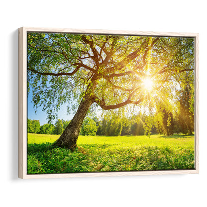 Tree Foliage In Morning Light, Framed Cavas Print, Floating Frame