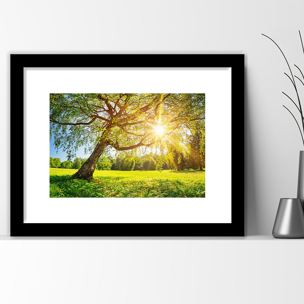 Tree Foliage In Morning Light, Framed Art Print White Border, Framed Picture