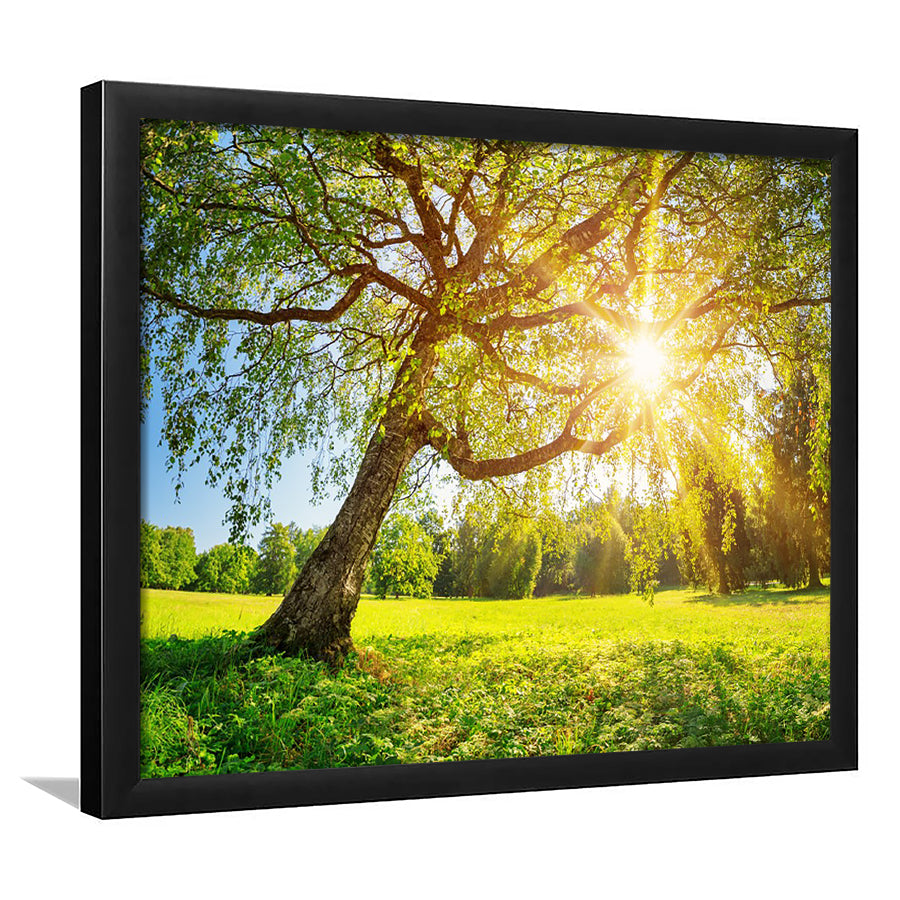 Tree Foliage In Morning Light, Framed Art Print, Picture Framed