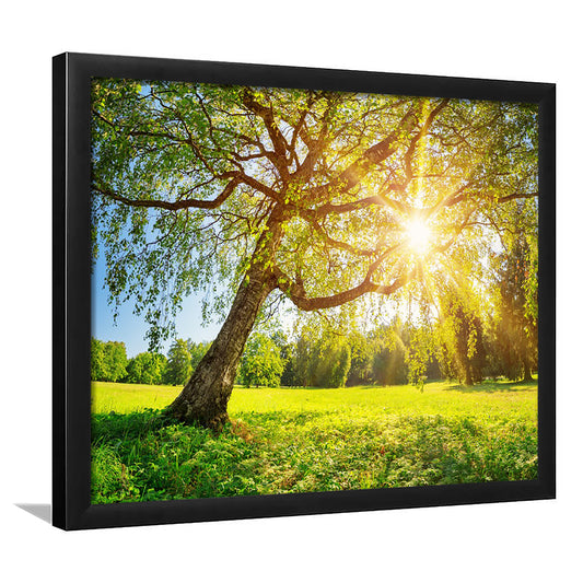Tree Foliage In Morning Light, Framed Art Print, Picture Framed