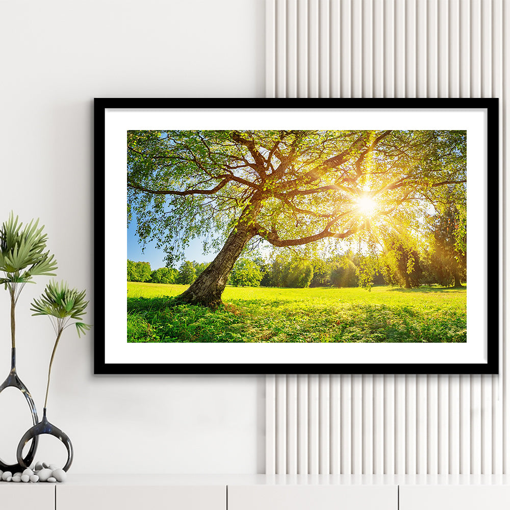 Tree Foliage In Morning Light, Framed Art Print White Border, Framed Picture