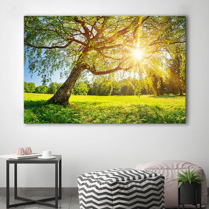 Tree foliage in morning light, Cavas Print Wall Art Hom Decor