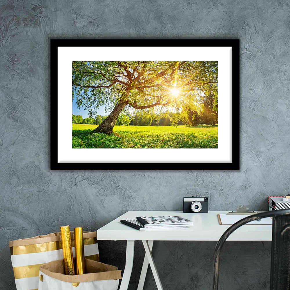 Tree Foliage In Morning Light, Framed Art Print White Border, Framed Picture