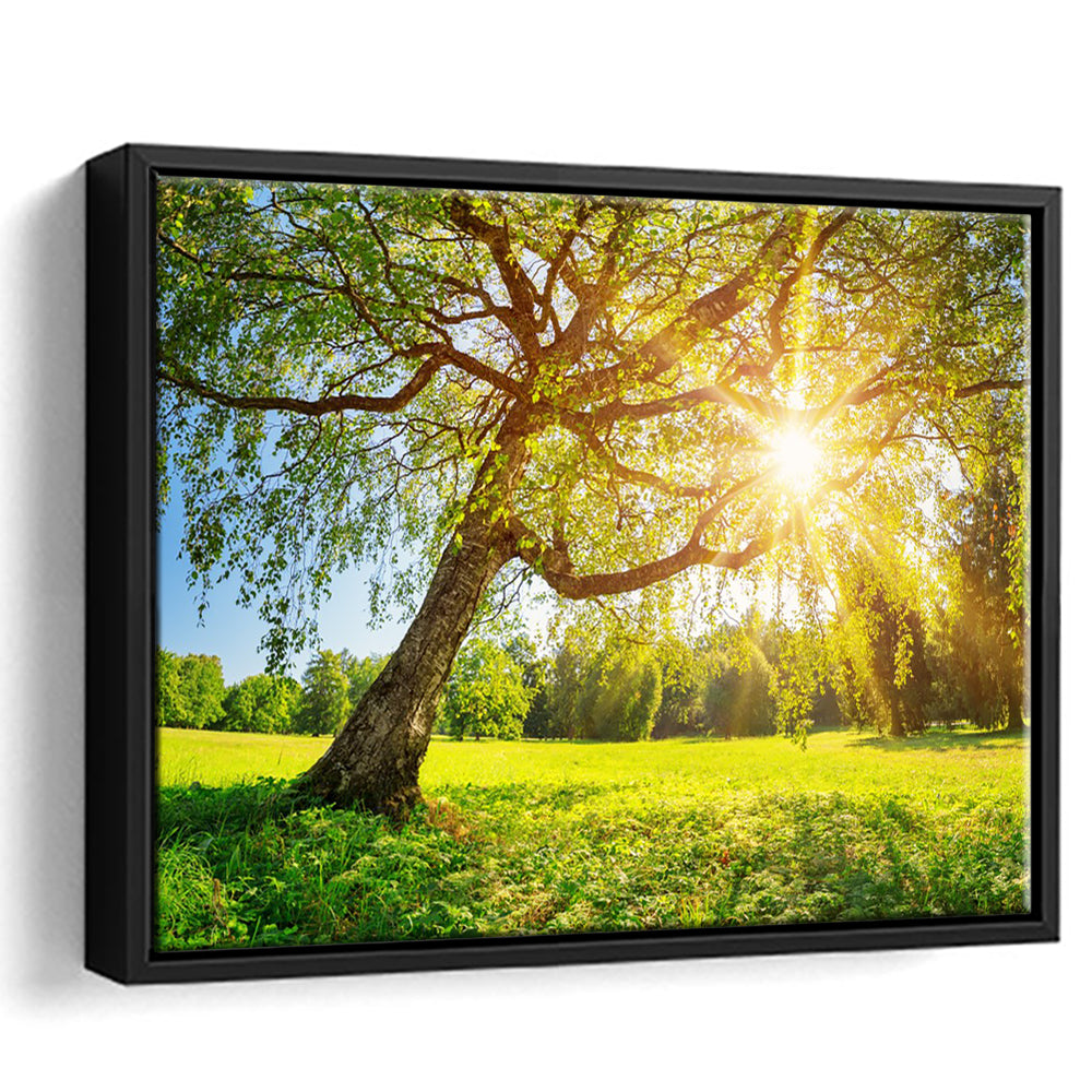 Tree Foliage In Morning Light, Framed Cavas Print, Floating Frame
