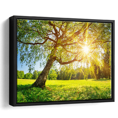 Tree Foliage In Morning Light, Framed Cavas Print, Floating Frame