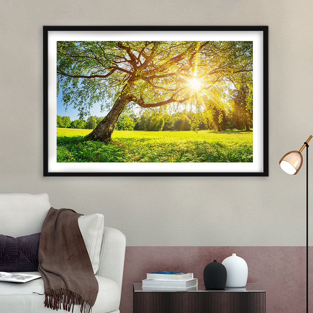 Tree Foliage In Morning Light, Framed Art Print White Border, Framed Picture