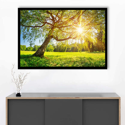 Tree Foliage In Morning Light, Framed Art Print, Picture Framed