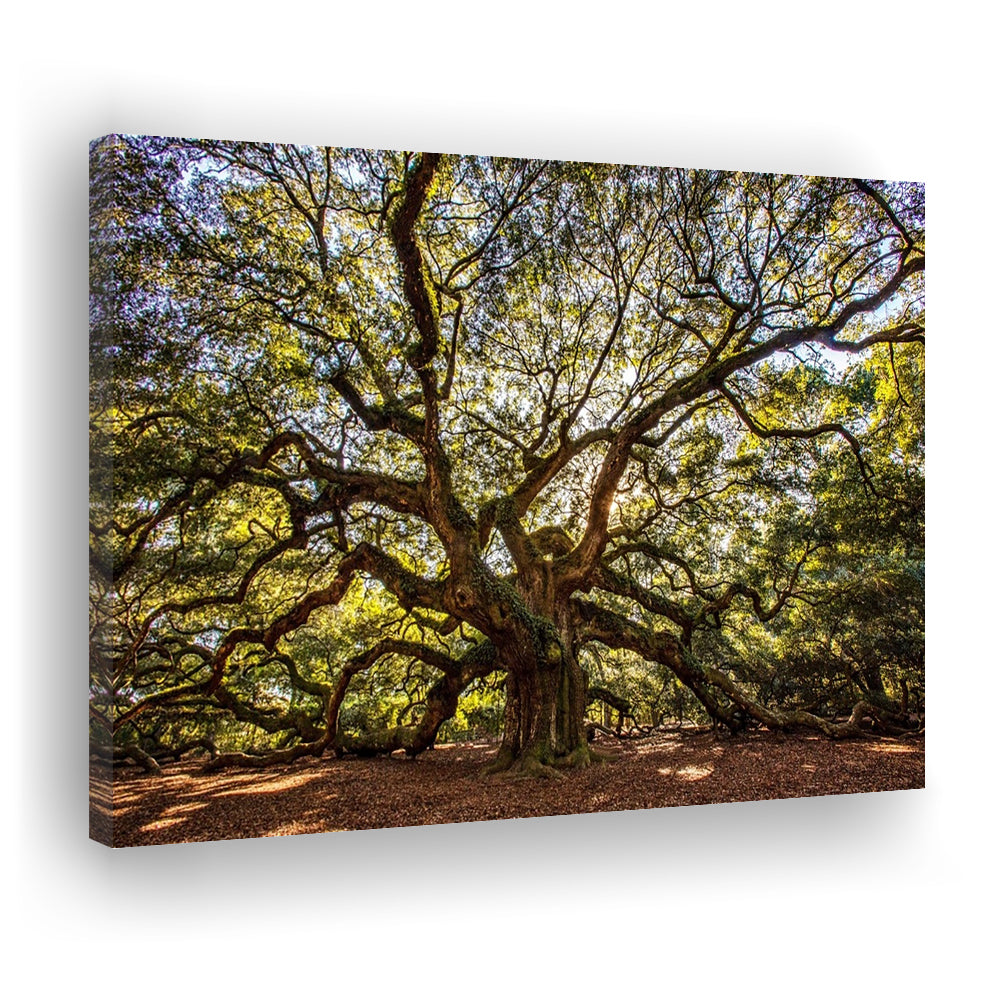 Usa South Carolina Charleston Angel Oak Large Stretched Canvas, Cavas Print Wall Art Hom Decor
