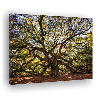 Usa South Carolina Charleston Angel Oak Large Stretched Canvas, Cavas Print Wall Art Hom Decor